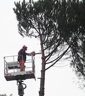 Potatura alberi 